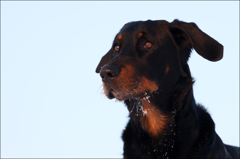 Hundeportrait, Photo: Michael Sandner