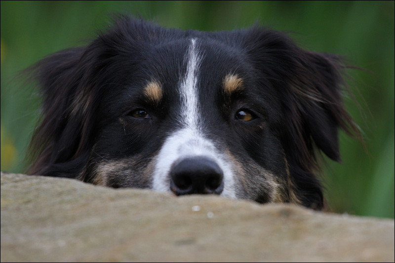 Hundeportrait, Photo: Michael Sandner