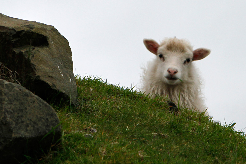 Die Schafsinseln | Photo: Michael Sandner