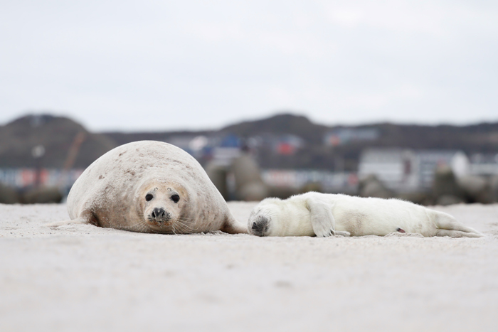 Robben, Düne, Helgoland, Photo: Michael Sandner
